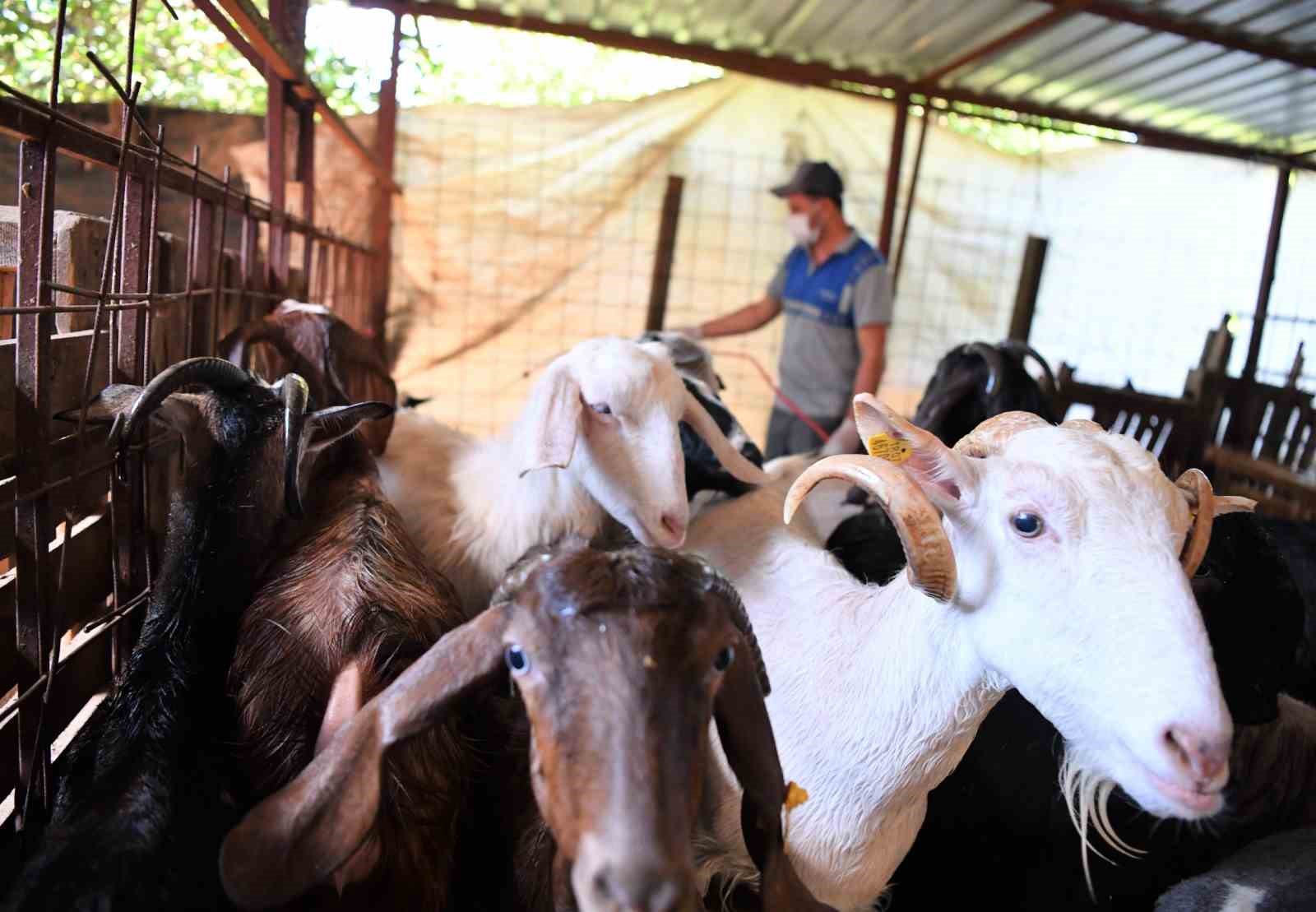 Konyaaltı’nda hayvan yetiştiricilerine ilaçlama desteği
