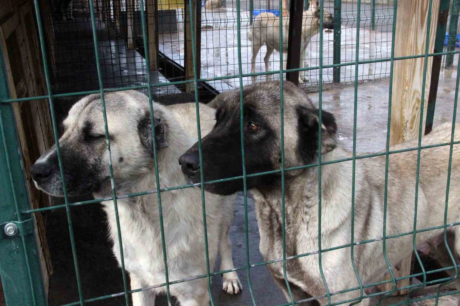 Köpek saldırısında ölümden dönen çocuğun acılı babası konuştu
