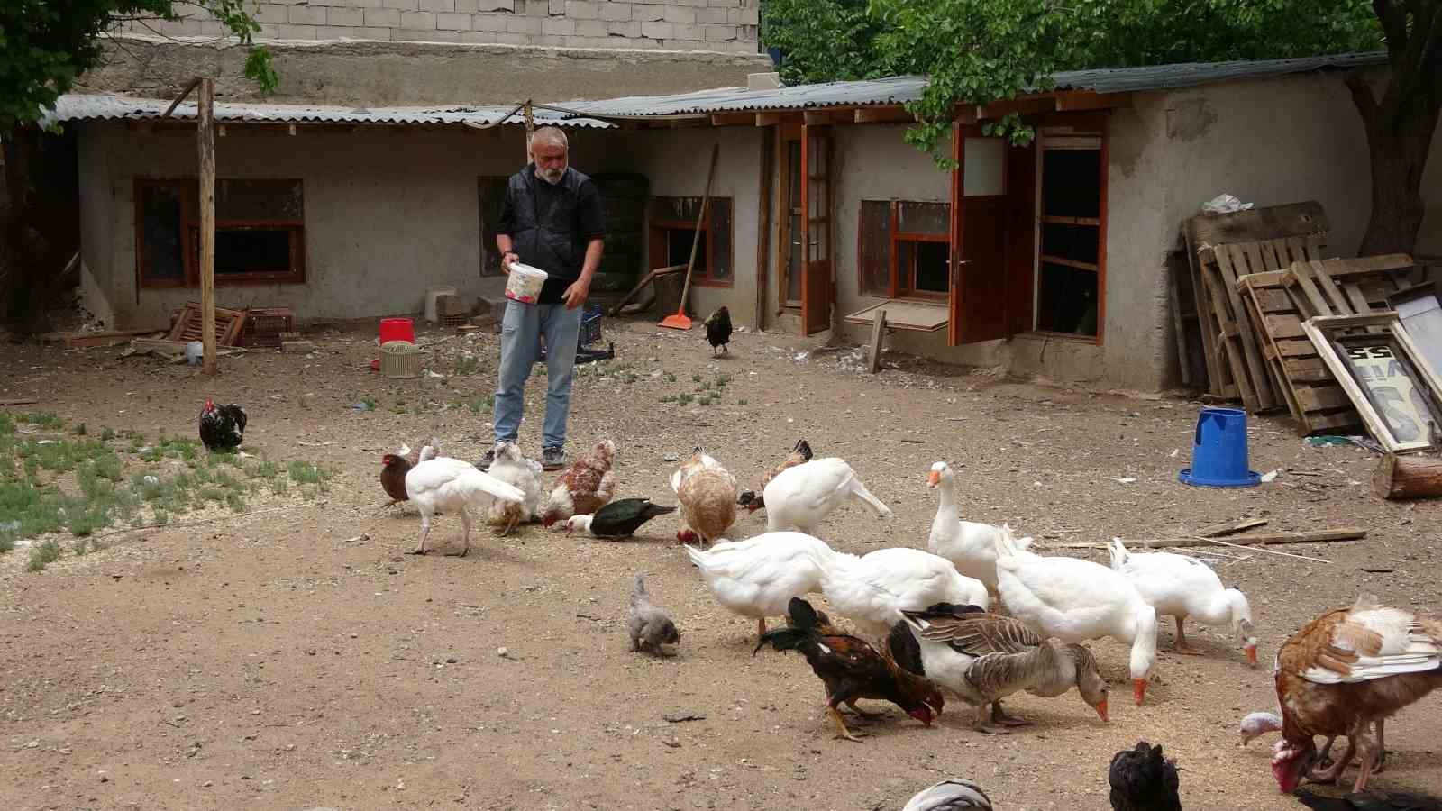 Hayvanat bahçesi değil evinin bahçesi, adeta Ali Baba’nın çiftliği
