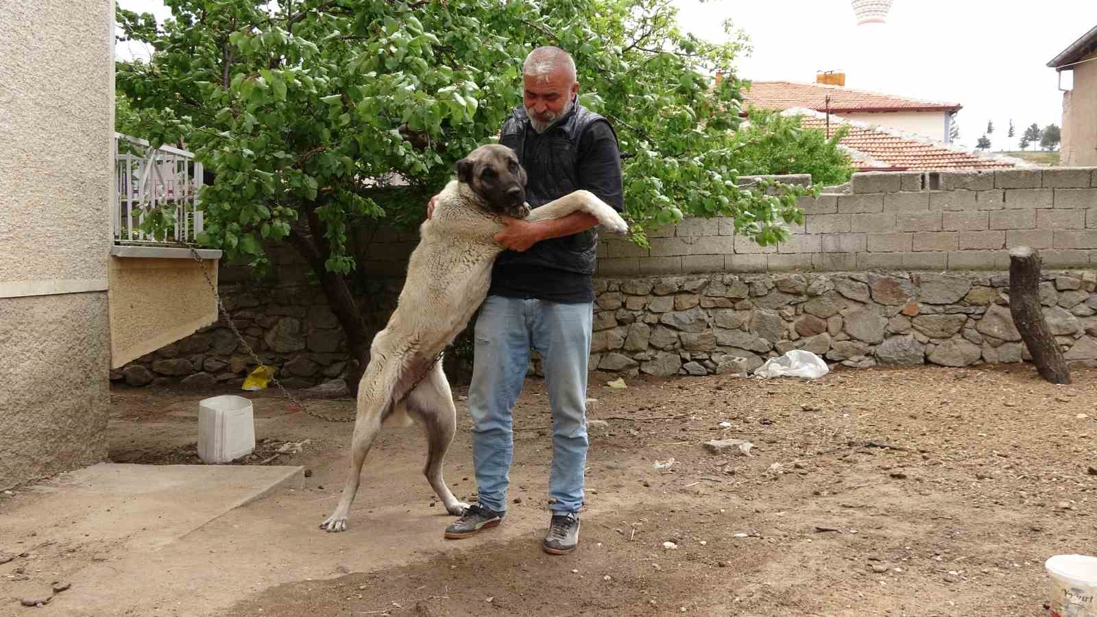 Hayvanat bahçesi değil evinin bahçesi, adeta Ali Baba’nın çiftliği
