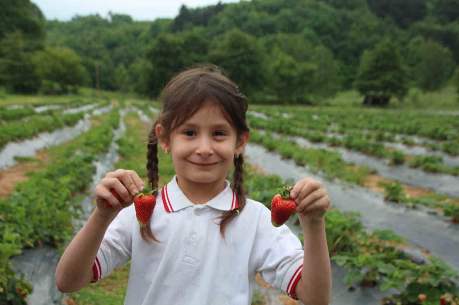 Bu tarlada çilekler ’seç-al’ sloganıyla dalında satılıyor
