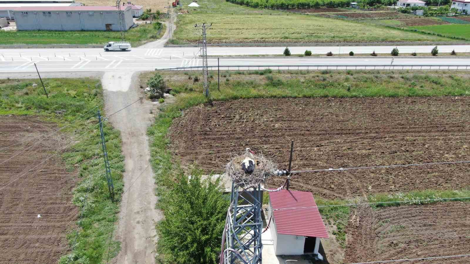 Elazığ’daki köy, 10 leylek yuvasına ev sahipliği yapıyor
