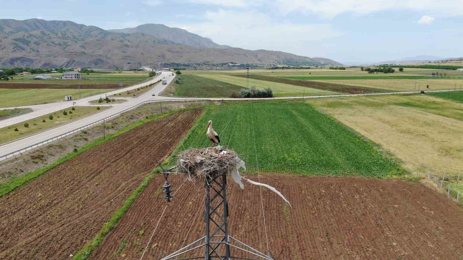 Elazığ’daki köy, 10 leylek yuvasına ev sahipliği yapıyor
