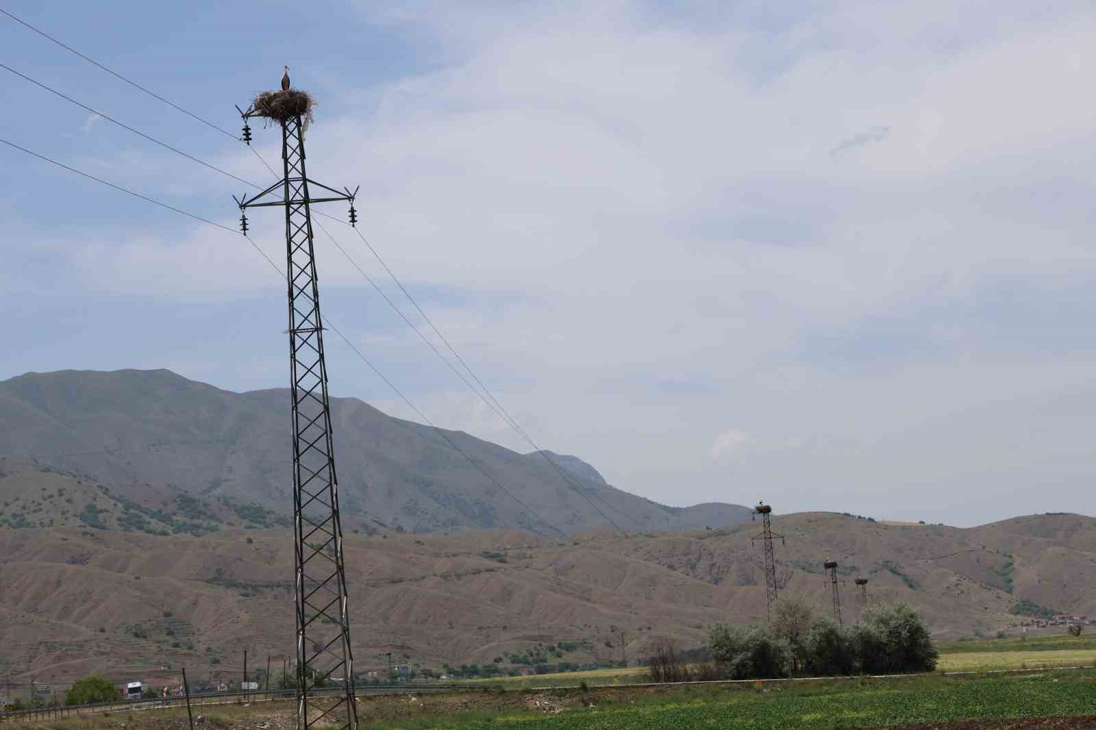 Elazığ’daki köy, 10 leylek yuvasına ev sahipliği yapıyor
