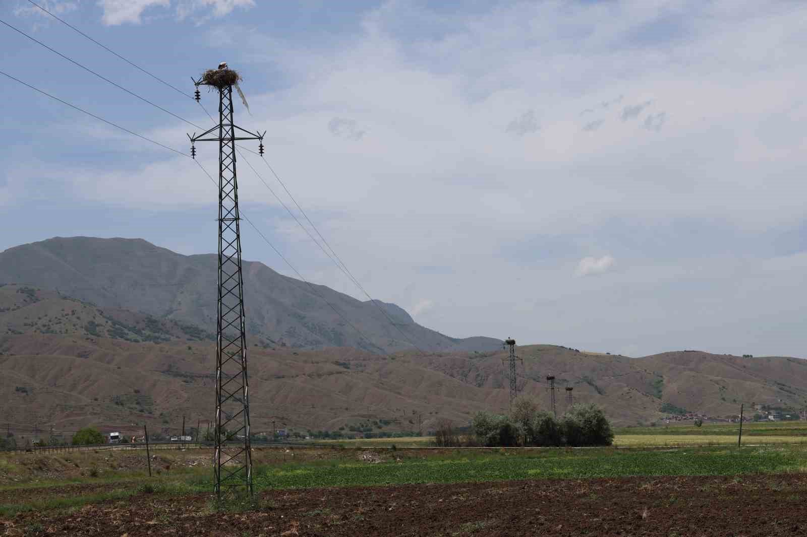 Elazığ’daki köy, 10 leylek yuvasına ev sahipliği yapıyor
