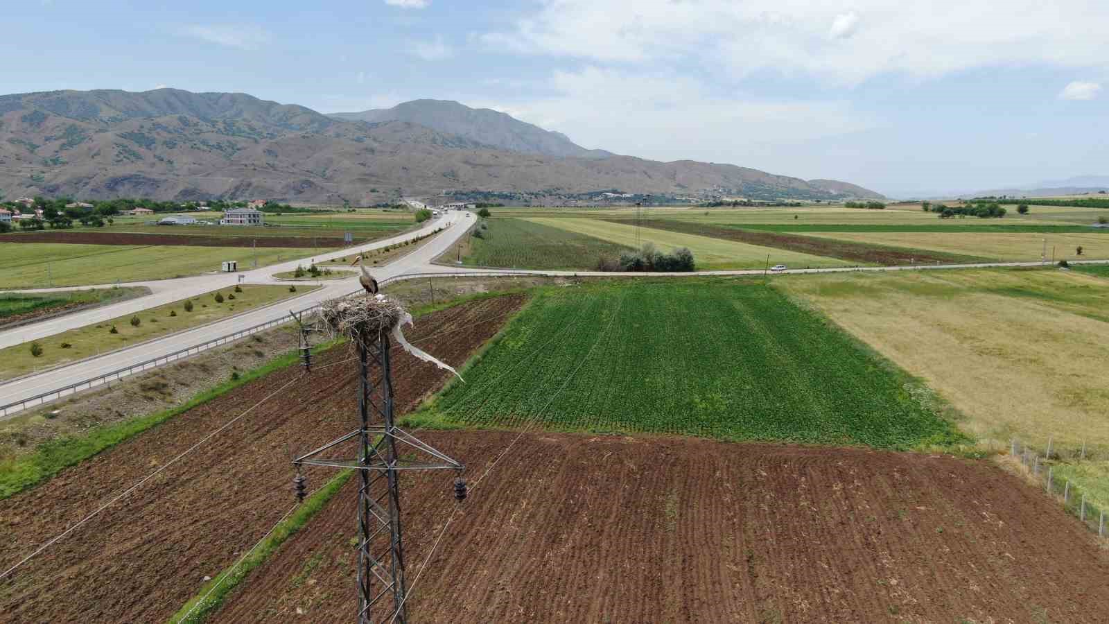 Elazığ’daki köy, 10 leylek yuvasına ev sahipliği yapıyor
