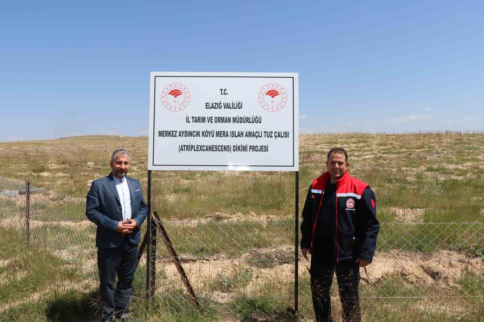 Elazığ’da dikimi yapılan ‘Amerikan Tuz Çalısı’  başarılı oldu
