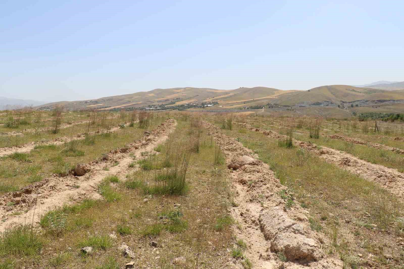 Elazığ’da dikimi yapılan ‘Amerikan Tuz Çalısı’  başarılı oldu
