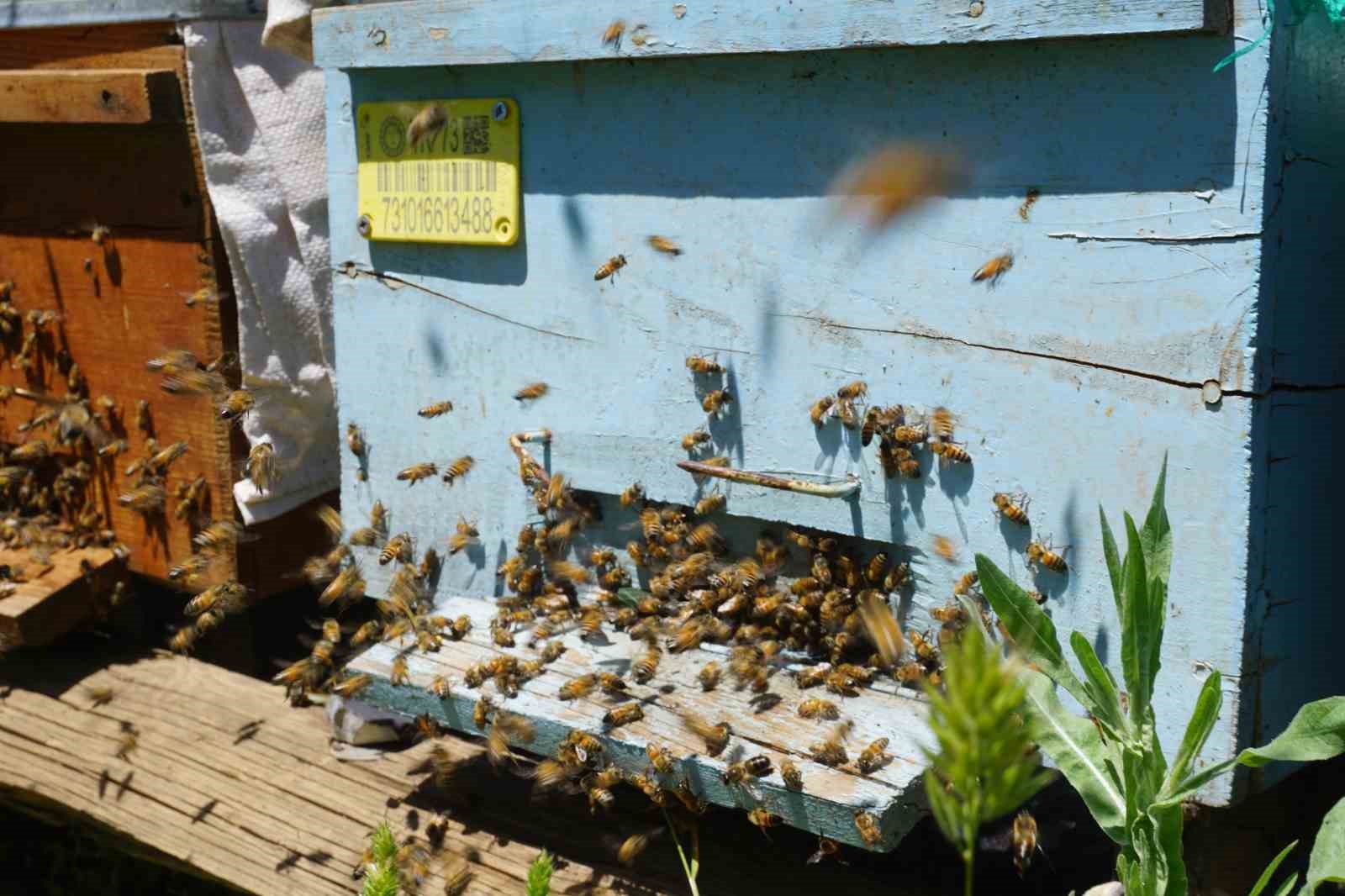 Beytüşşebap’ta arılar kış uykusundan uyandı, üretici verimden umutlu
