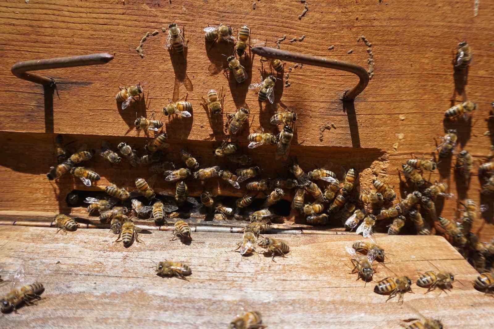 Beytüşşebap’ta arılar kış uykusundan uyandı, üretici verimden umutlu
