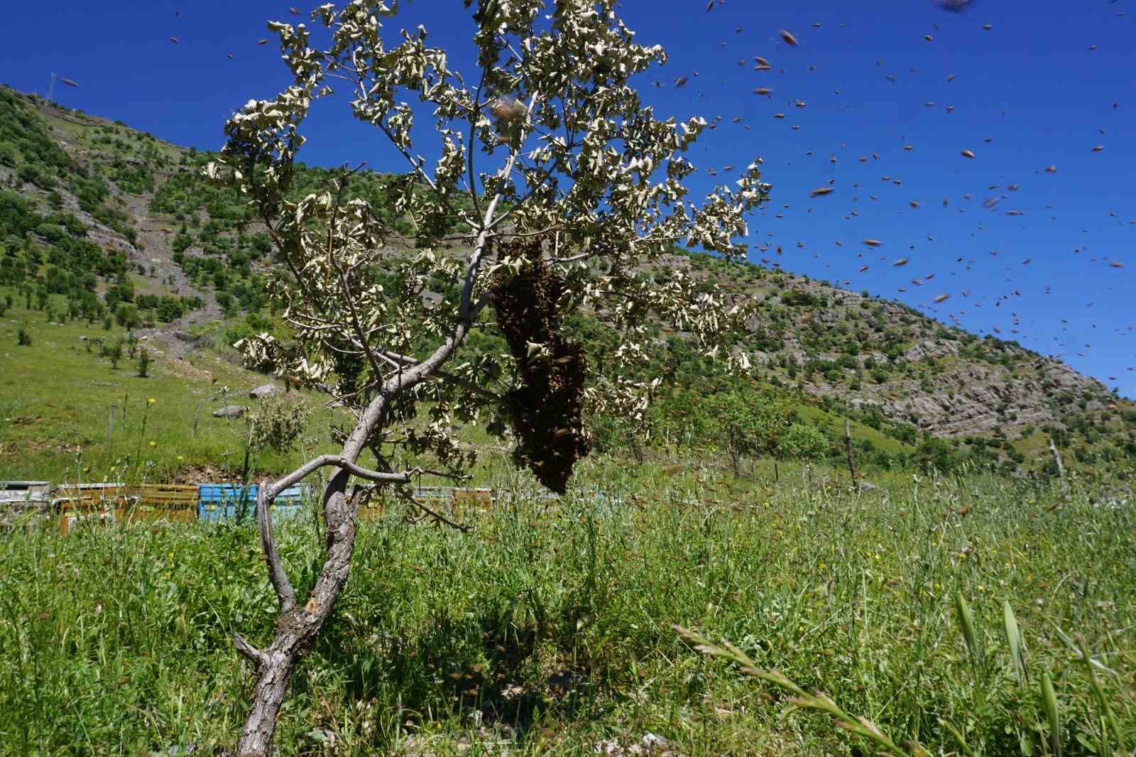 Beytüşşebap’ta arılar kış uykusundan uyandı, üretici verimden umutlu
