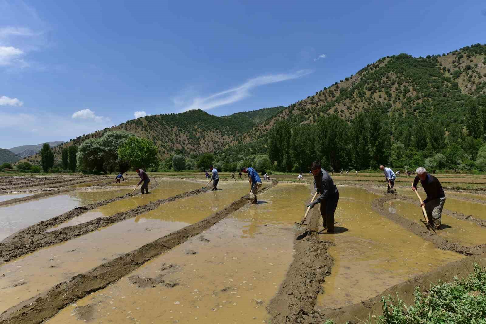 Bitlis’te imece usulü çeltik ekimi başladı
