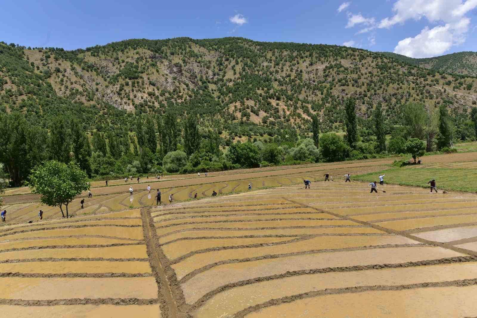 Bitlis’te imece usulü çeltik ekimi başladı
