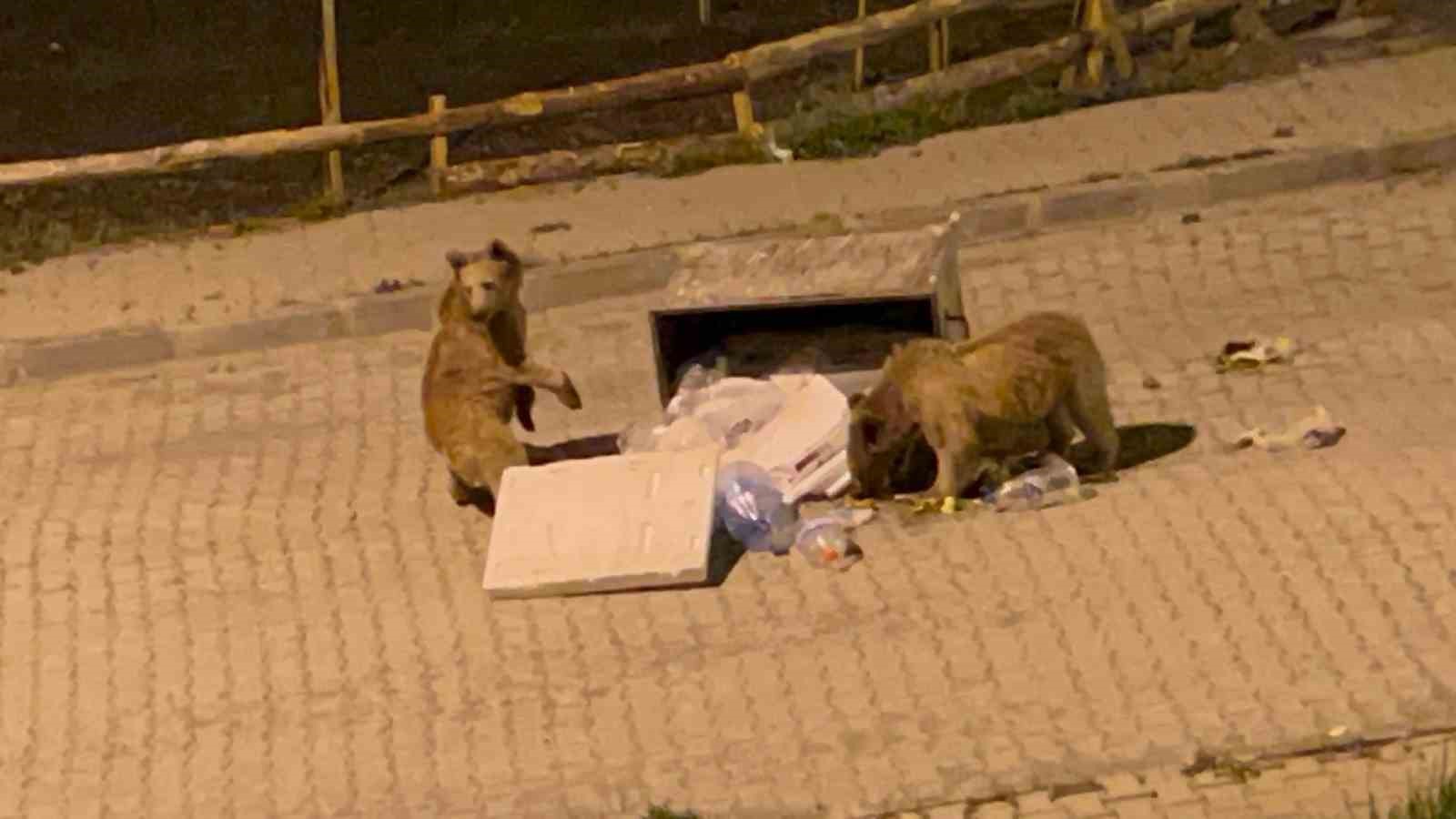 Sarıkamış’ta bozayılar sokaklarda cirit atıyor
