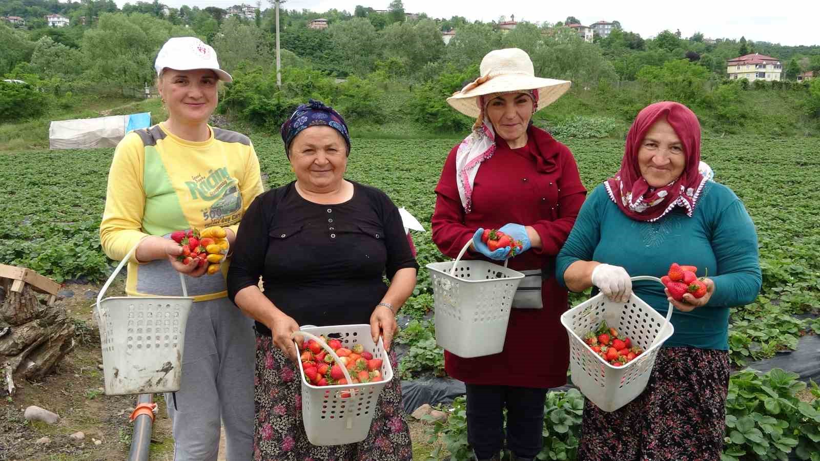 Ek gelir olarak başlandı: Yıllık bin 400 ton rekolte bekleniyor
