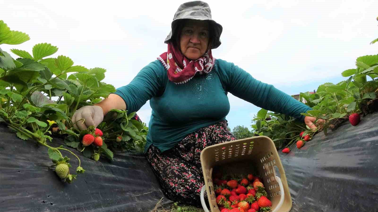 Ek gelir olarak başlandı: Yıllık bin 400 ton rekolte bekleniyor
