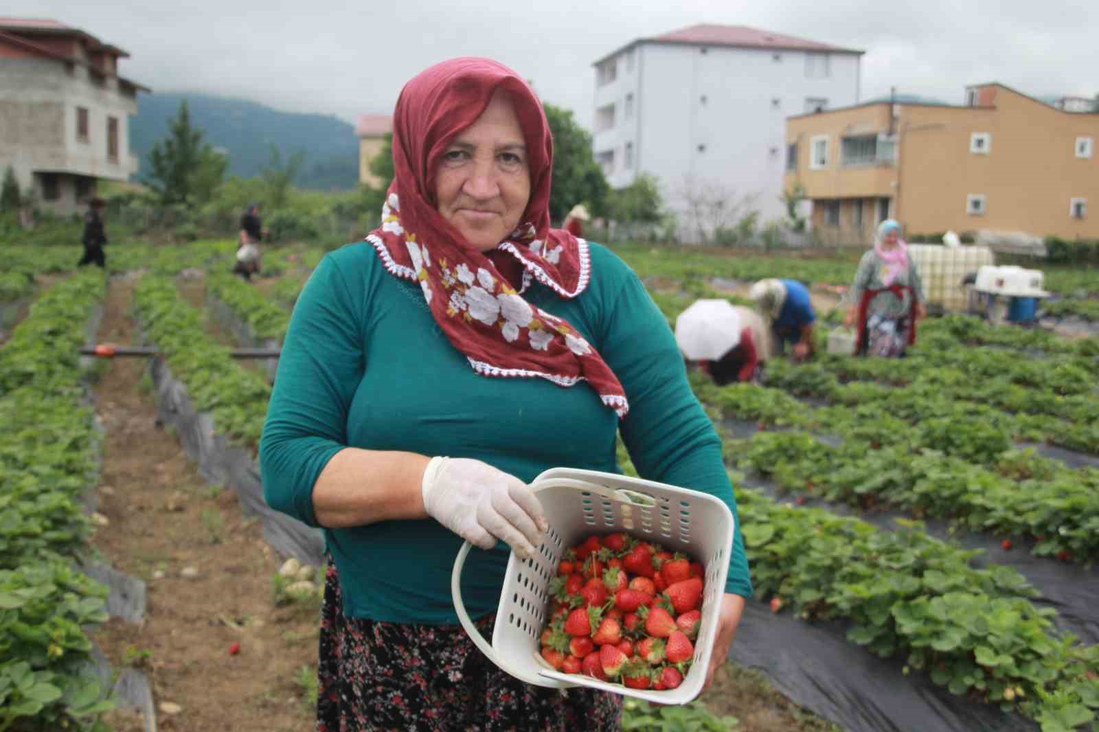 Ek gelir olarak başlandı: Yıllık bin 400 ton rekolte bekleniyor
