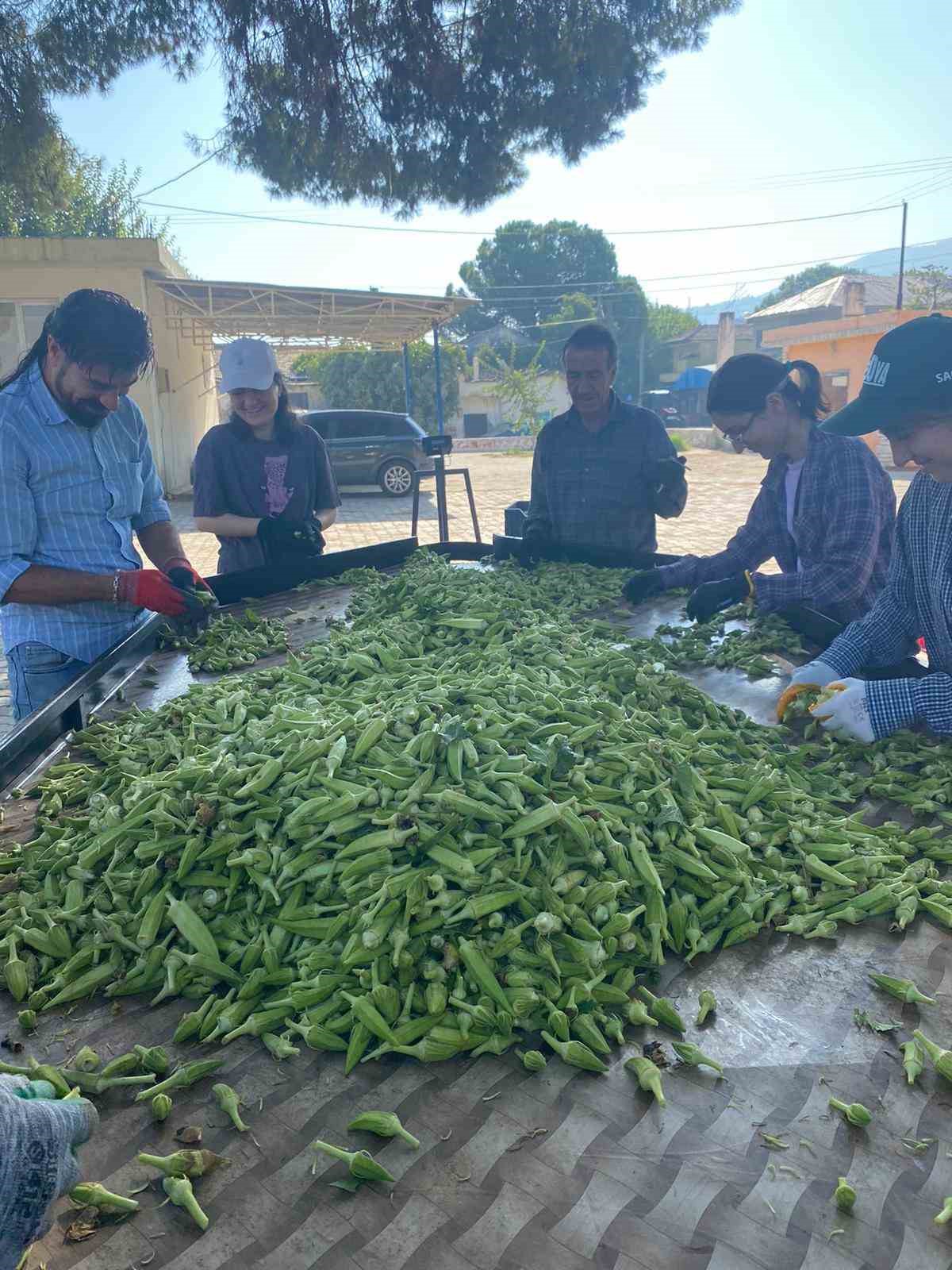 Aydın’da bamya hasadı başladı
