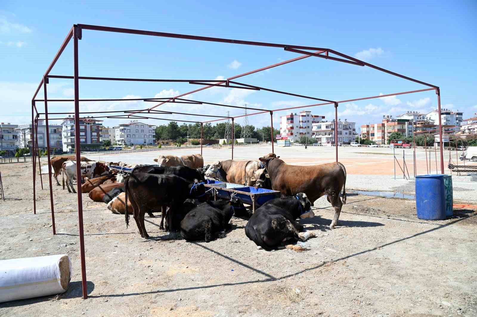 Manavgat Belediyesi Kurban Bayramı hazırlıklarını başlattı
