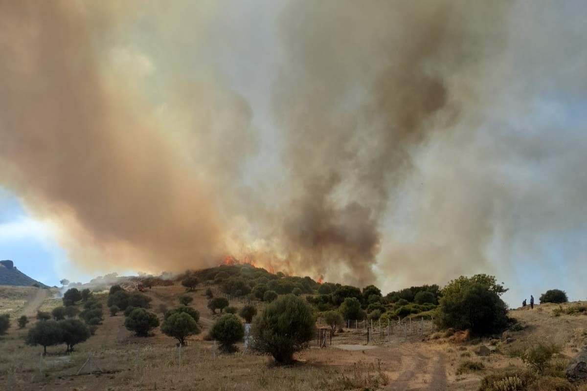 İzmir’de otluk ve zeytinlik alanda yangın
