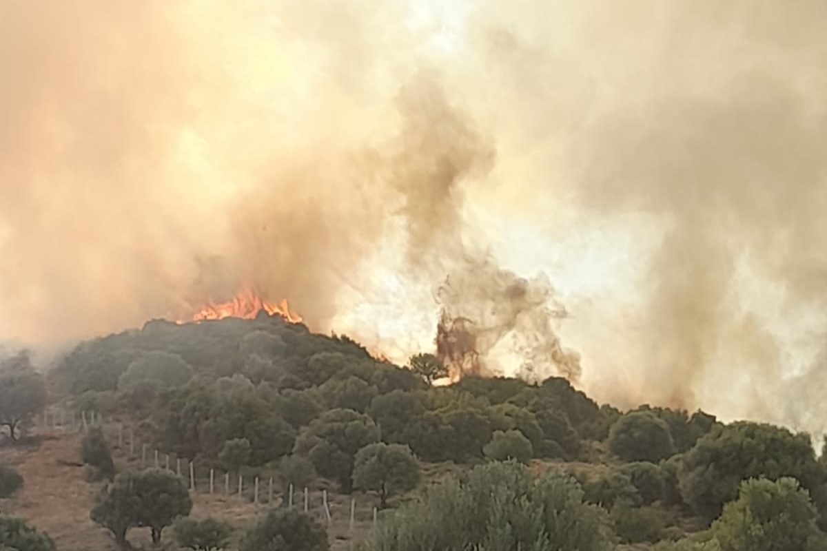 İzmir’de otluk ve zeytinlik alanda yangın
