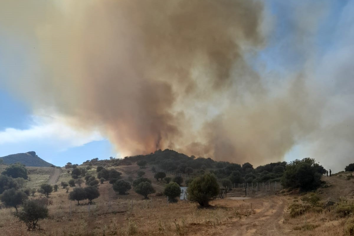 İzmir’de otluk ve zeytinlik alanda yangın
