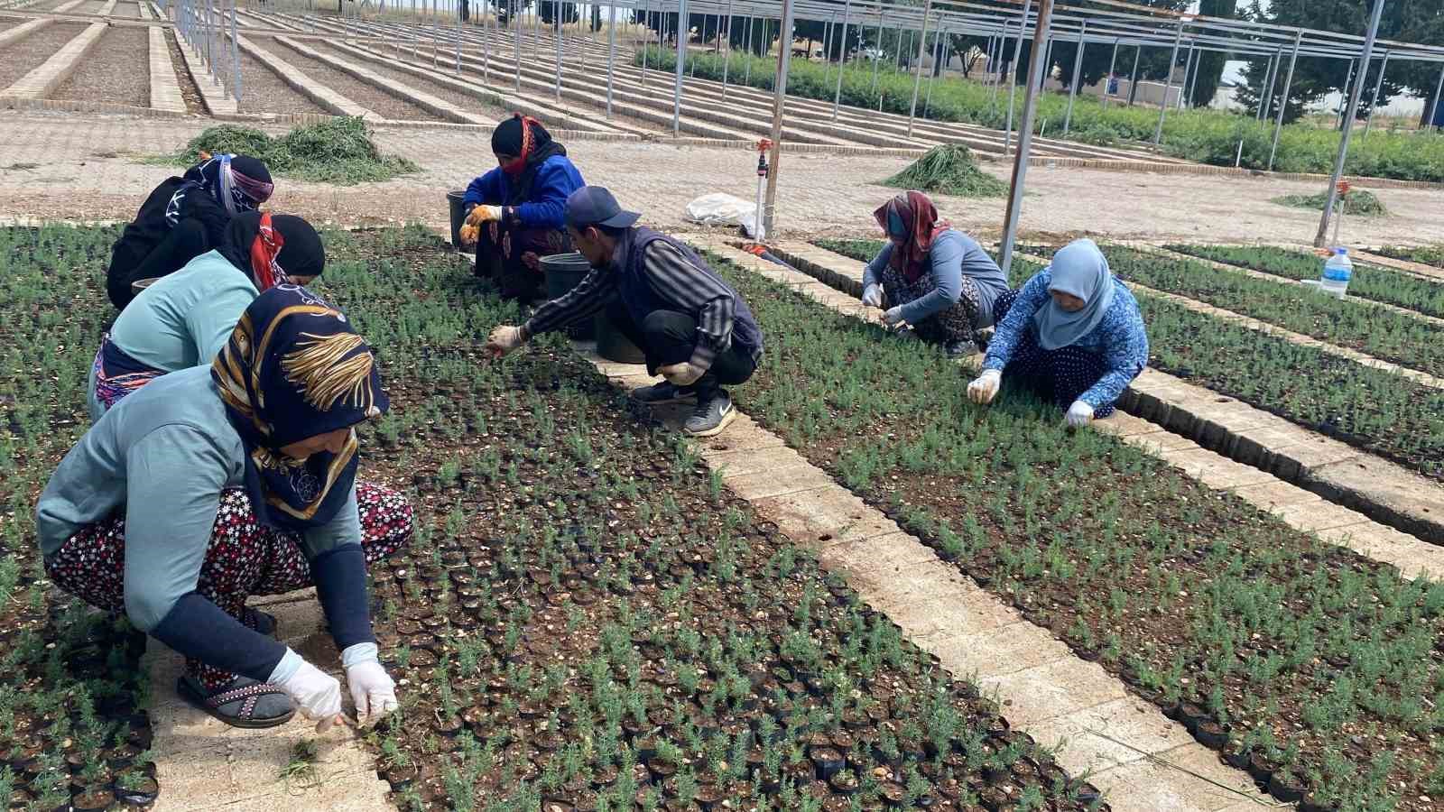 Yılda 1 milyona yakın fidan üretimi yapılıyor
