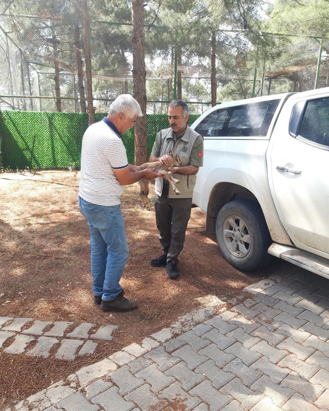 Yavru yaban keçisi doğada ayağı kırık halde bulundu
