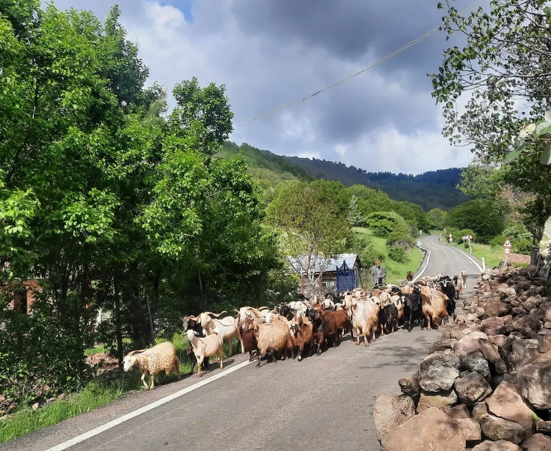 Mahalleye dönüşen köyde hayvan sayısı azaldı
