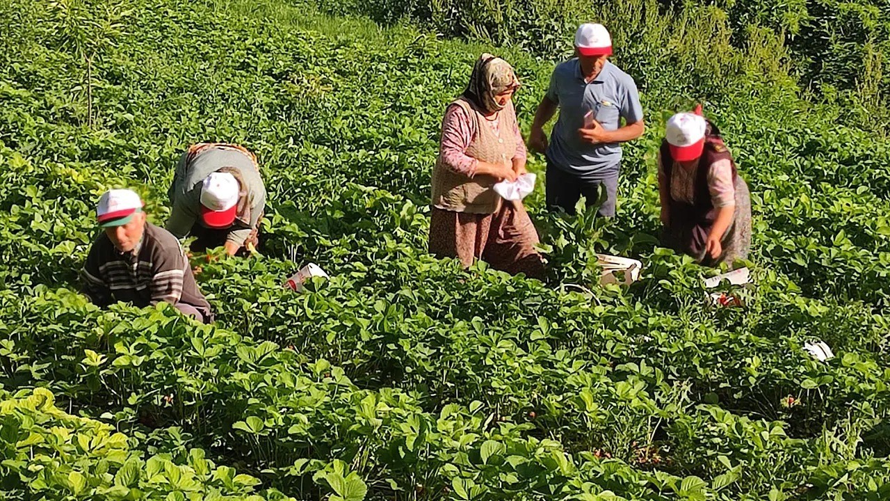 Kirazın ardından çilek üreticileri de düşen fiyatlara tepki gösterdi
