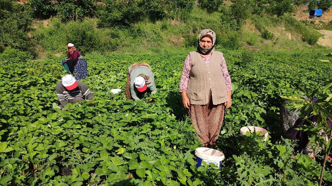 Kirazın ardından çilek üreticileri de düşen fiyatlara tepki gösterdi
