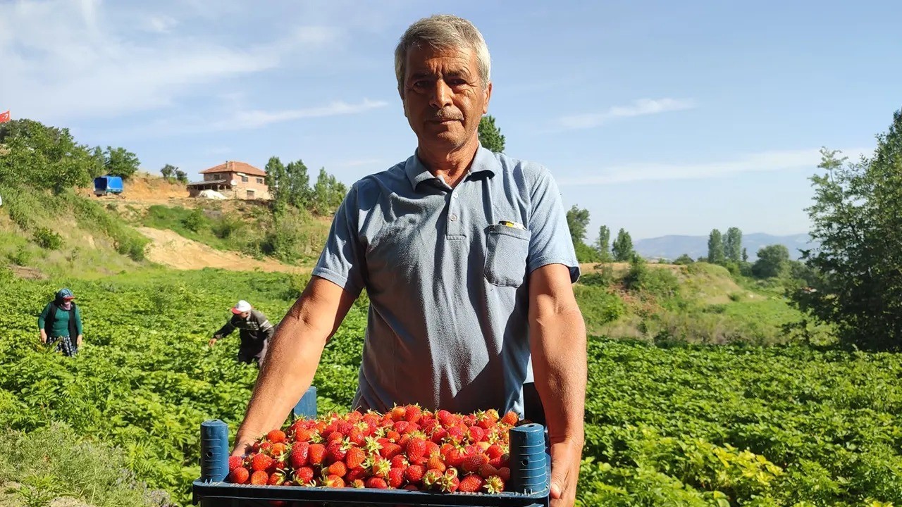 Kirazın ardından çilek üreticileri de düşen fiyatlara tepki gösterdi
