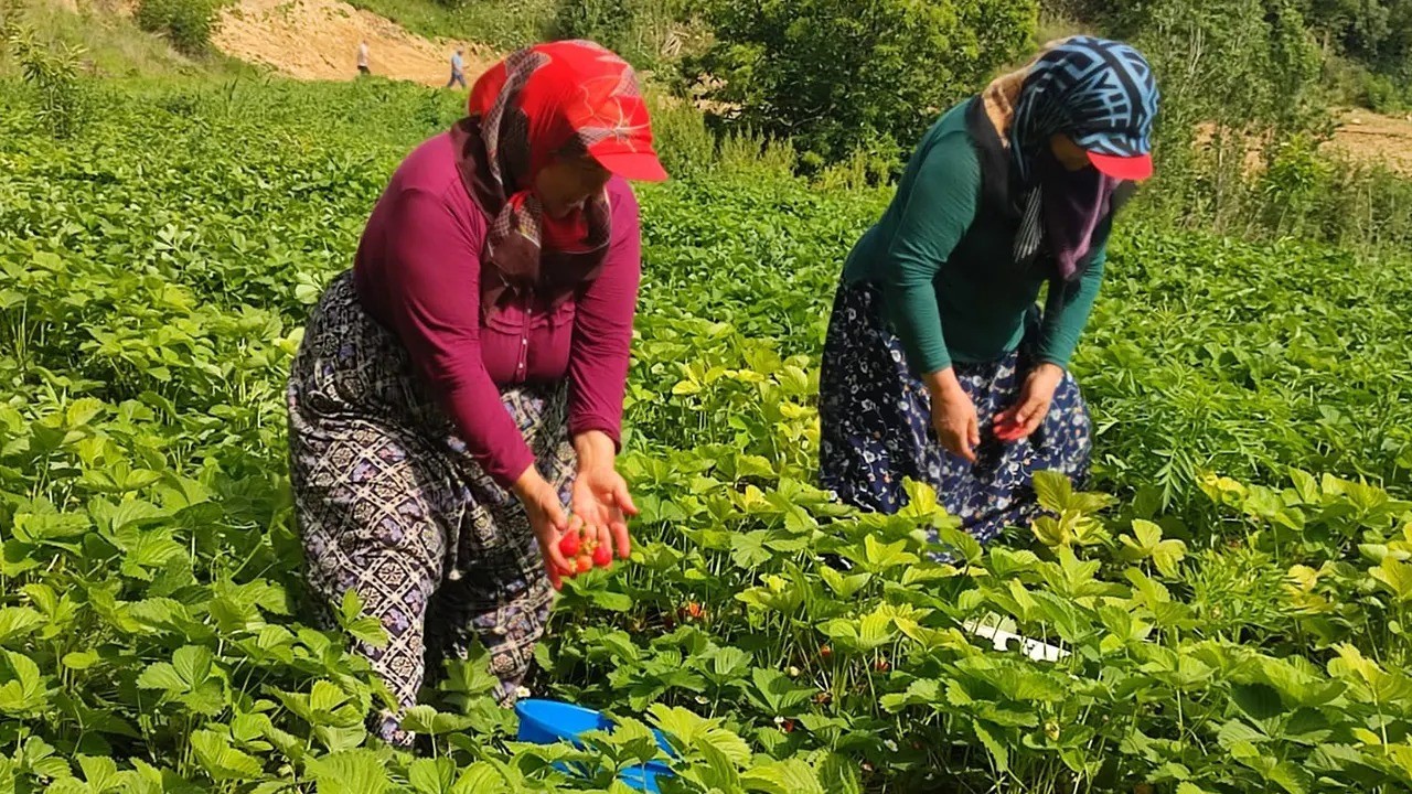 Kirazın ardından çilek üreticileri de düşen fiyatlara tepki gösterdi
