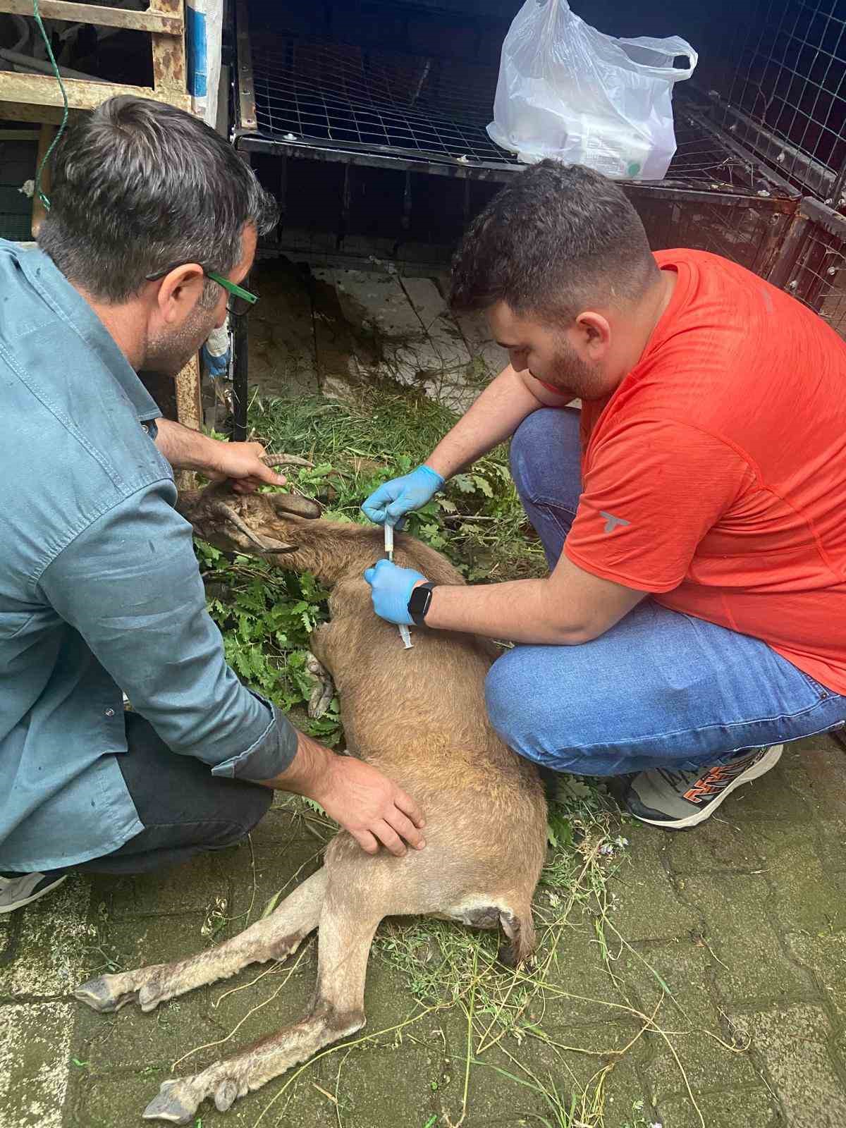 Yol kenarında bulunan yaralı yaban keçisi tedavi için Kars’a sevk edildi
