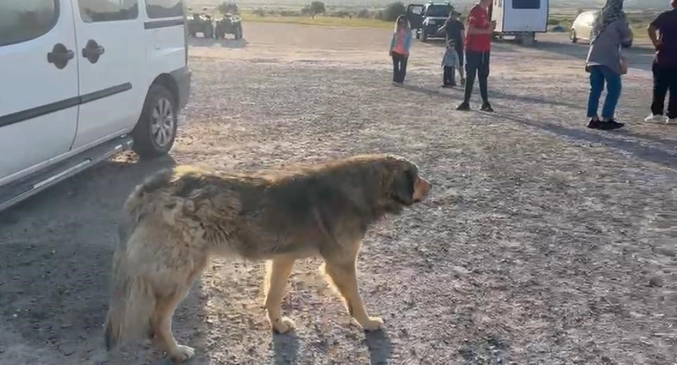 Kapadokya’da sokak köpekleri turizmi de etkiliyor
