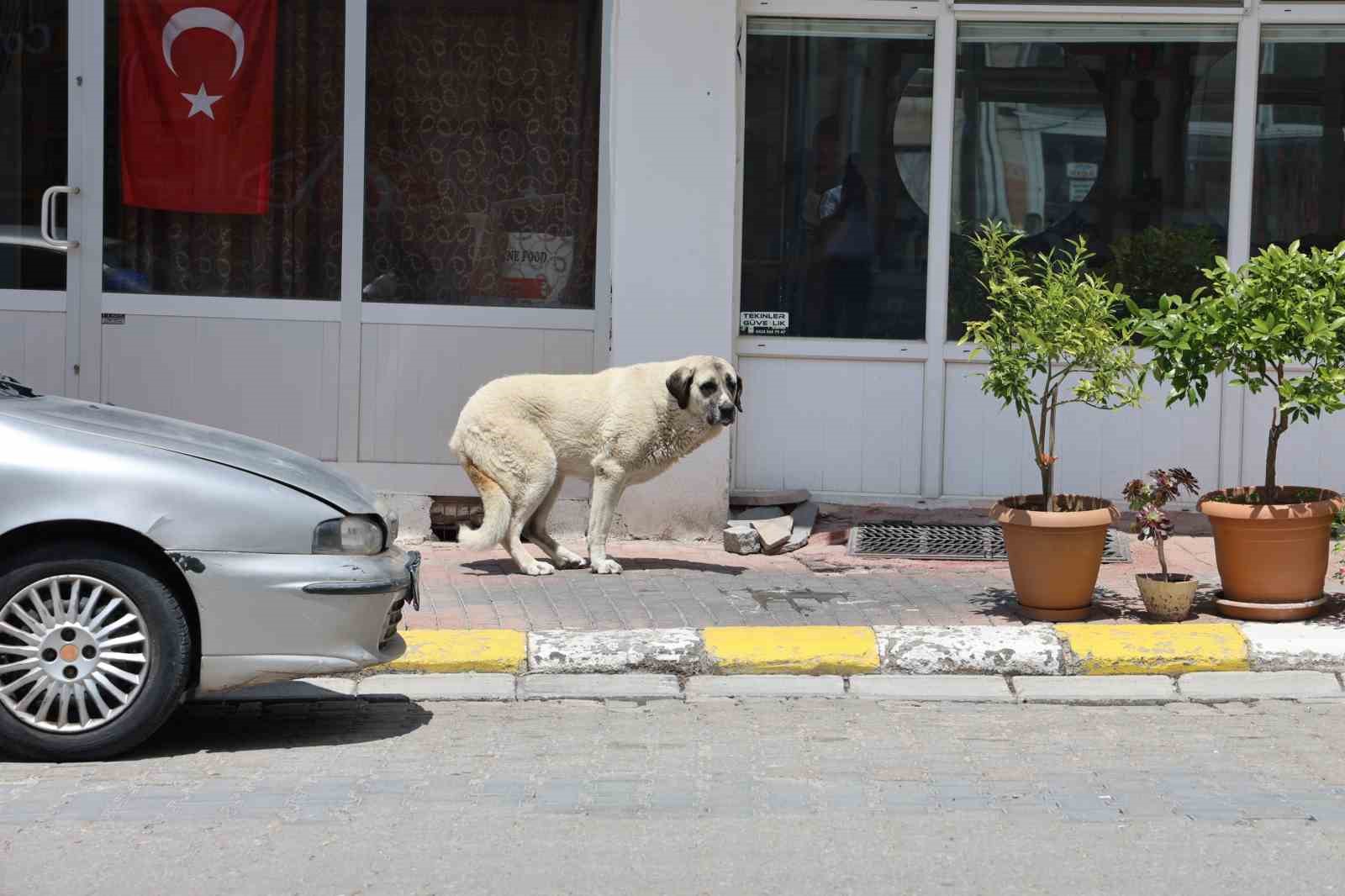 Kapadokya’da sokak köpekleri turizmi de etkiliyor
