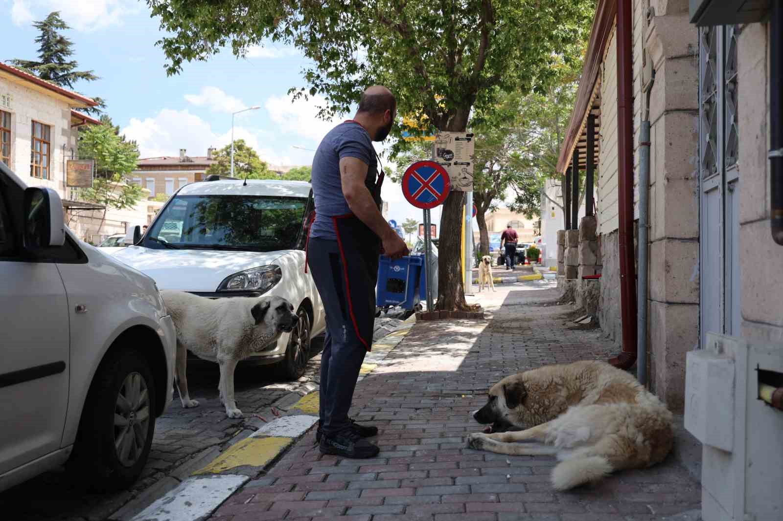 Kapadokya’da sokak köpekleri turizmi de etkiliyor
