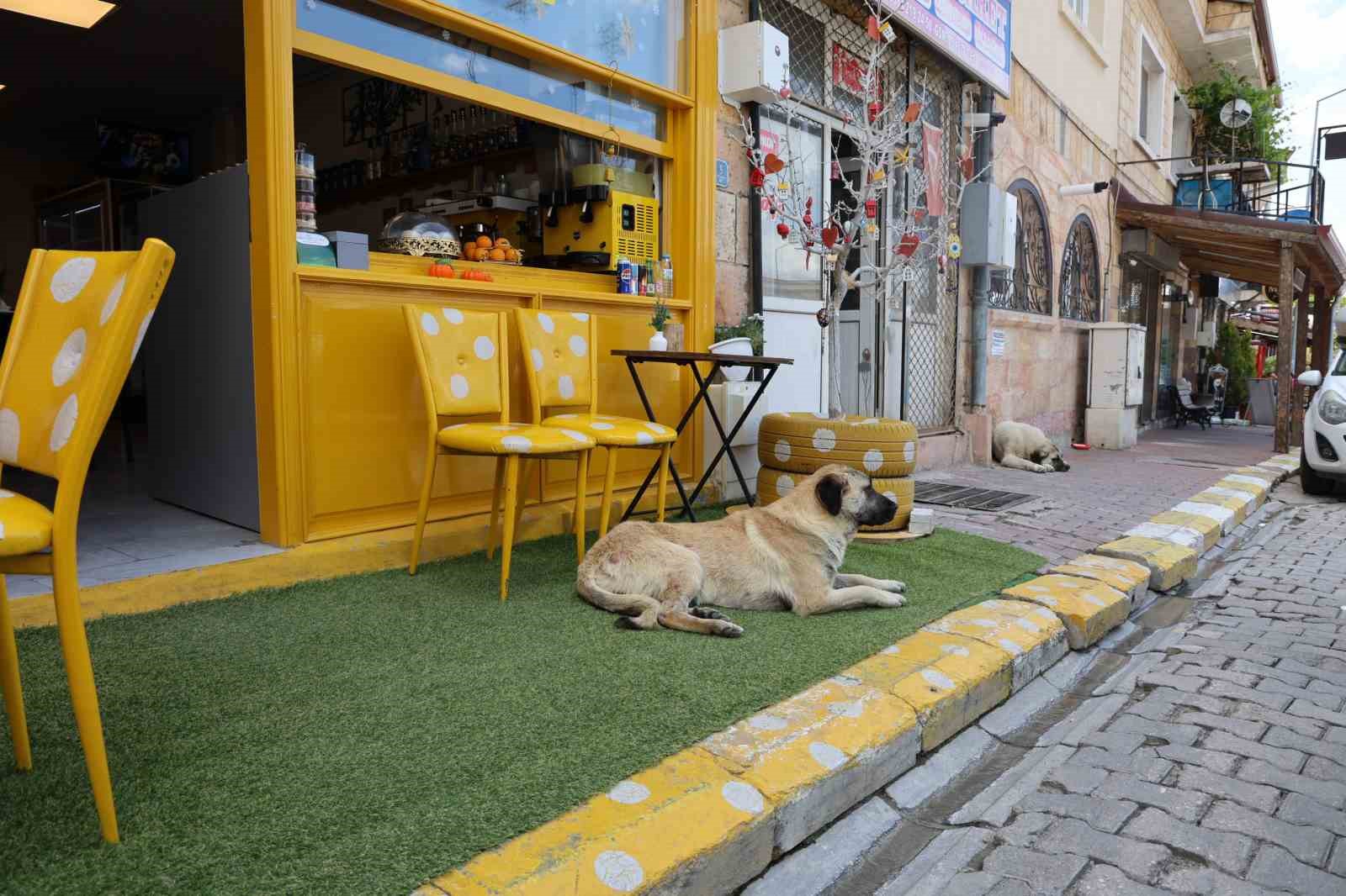 Kapadokya’da sokak köpekleri turizmi de etkiliyor
