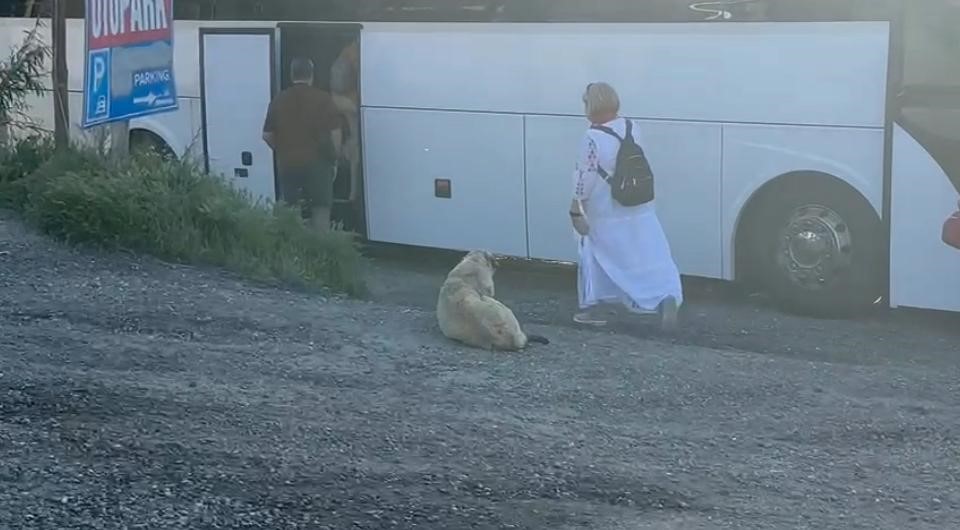 Kapadokya’da sokak köpekleri turizmi de etkiliyor
