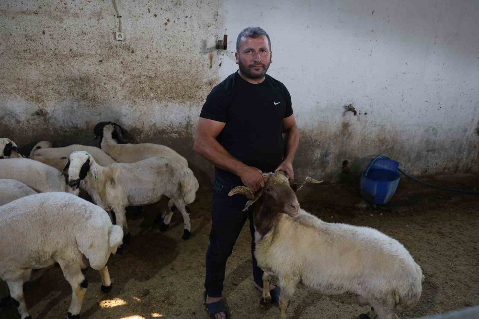 Başıboş köpek sürüleri dehşet saçtı, onlarca hayvan telef oldu
