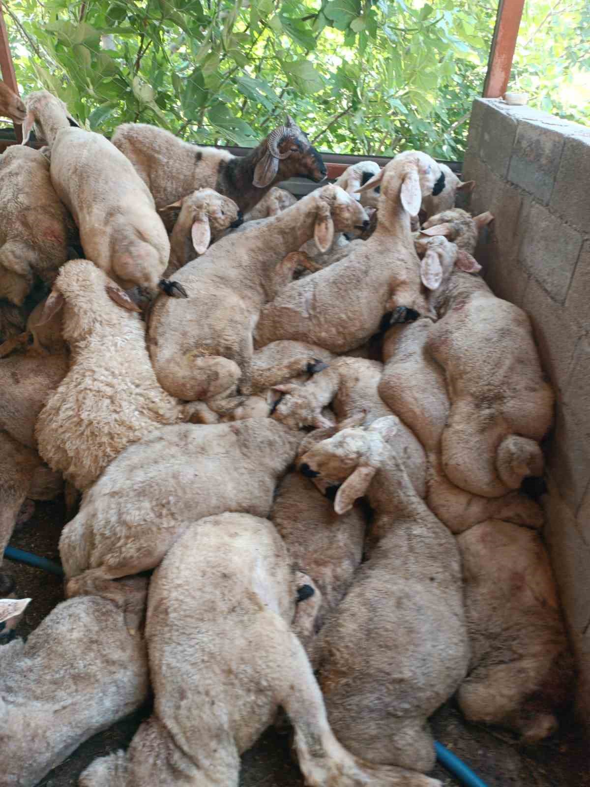 Başıboş köpek sürüleri dehşet saçtı, onlarca hayvan telef oldu
