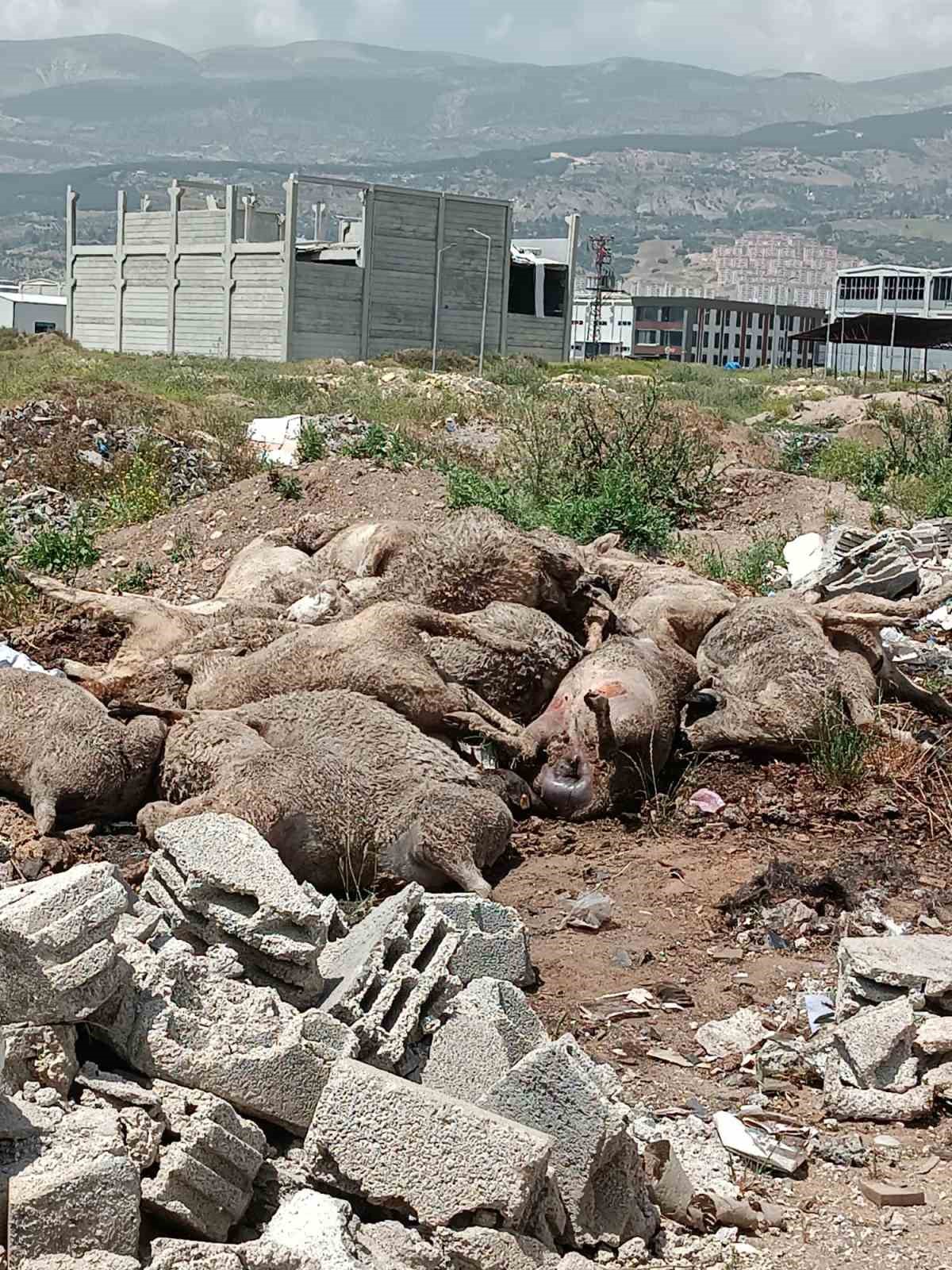 Başıboş köpek sürüleri dehşet saçtı, onlarca hayvan telef oldu
