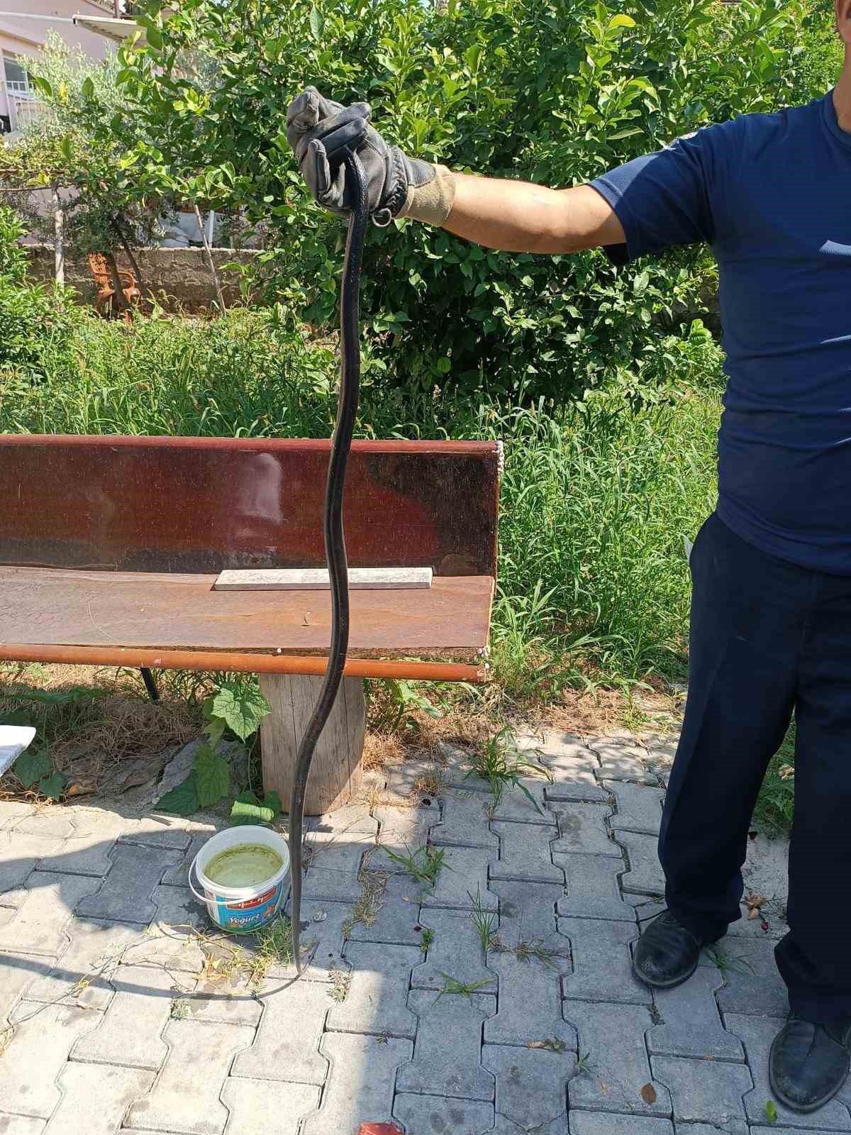 Hatay’da eve giren yılan korkuttu
