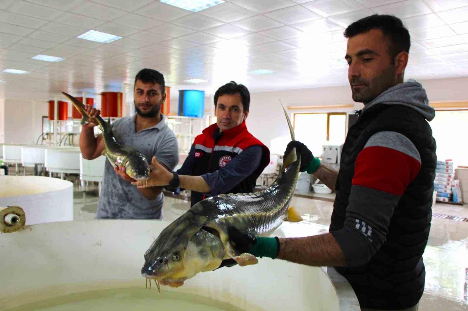 Havyarının kilosu 2 bin 500 dolardan satılıyor
