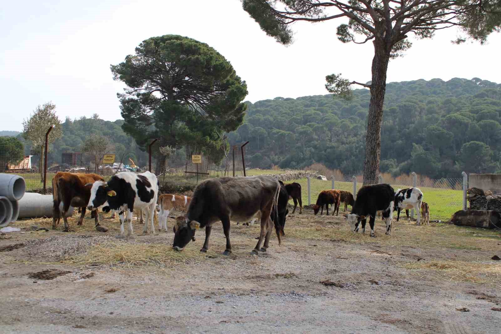 Söke’de pamuk tarlaları yanında hayvan otlatmak yasak
