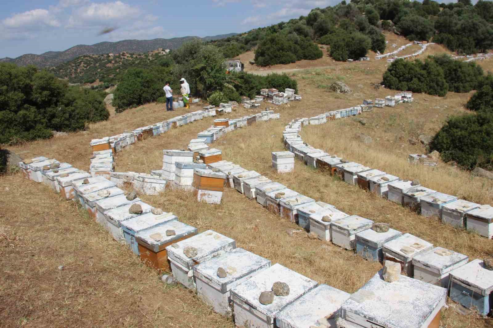 Havalar kurak gidince arılar da nüfus planlamasına gitti
