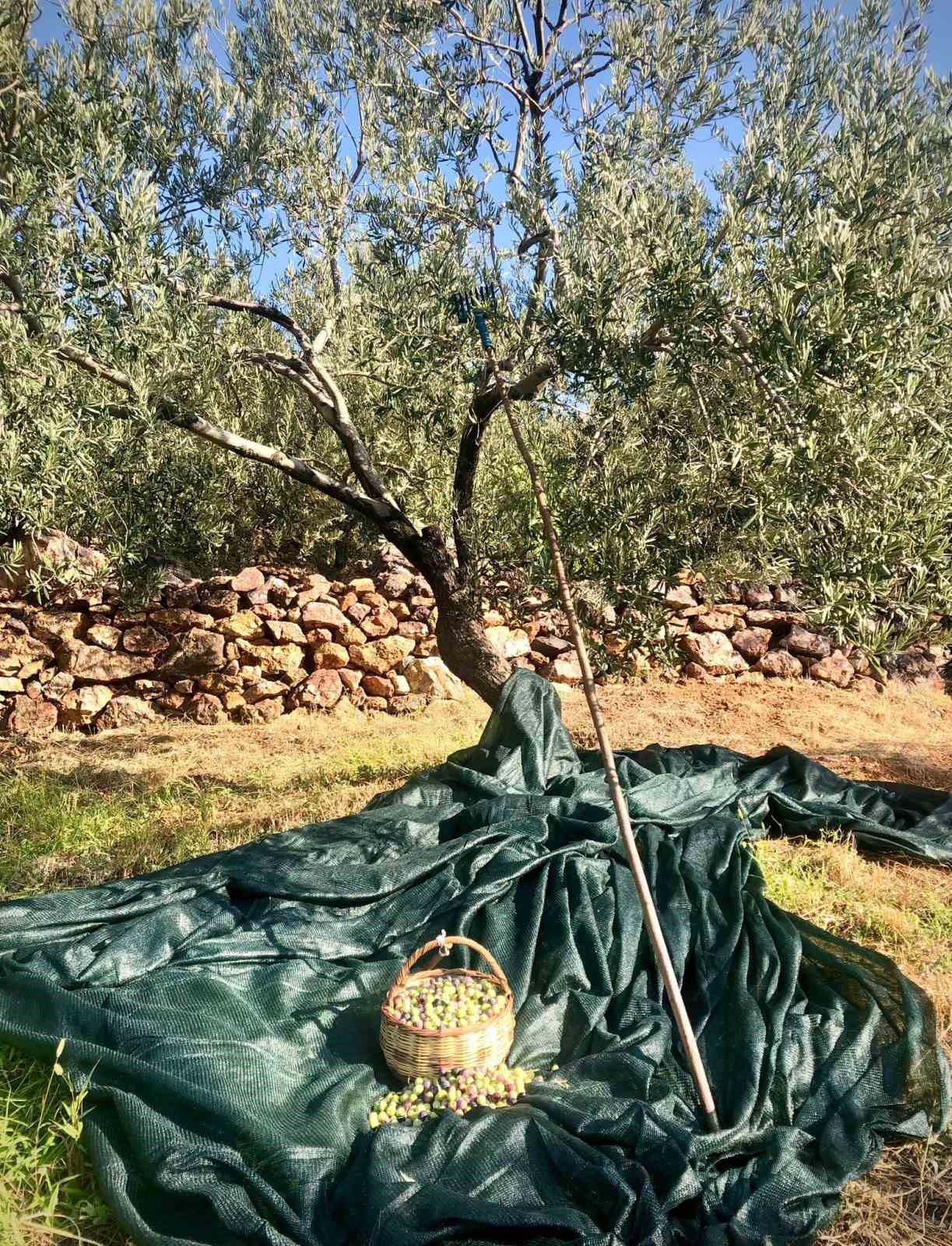 Zeytin üreticilerinden jandarmaya teşekkür
