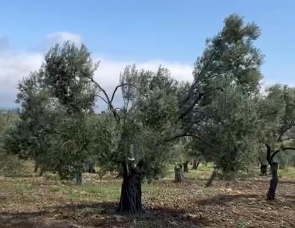 Zeytin üreticilerinden jandarmaya teşekkür
