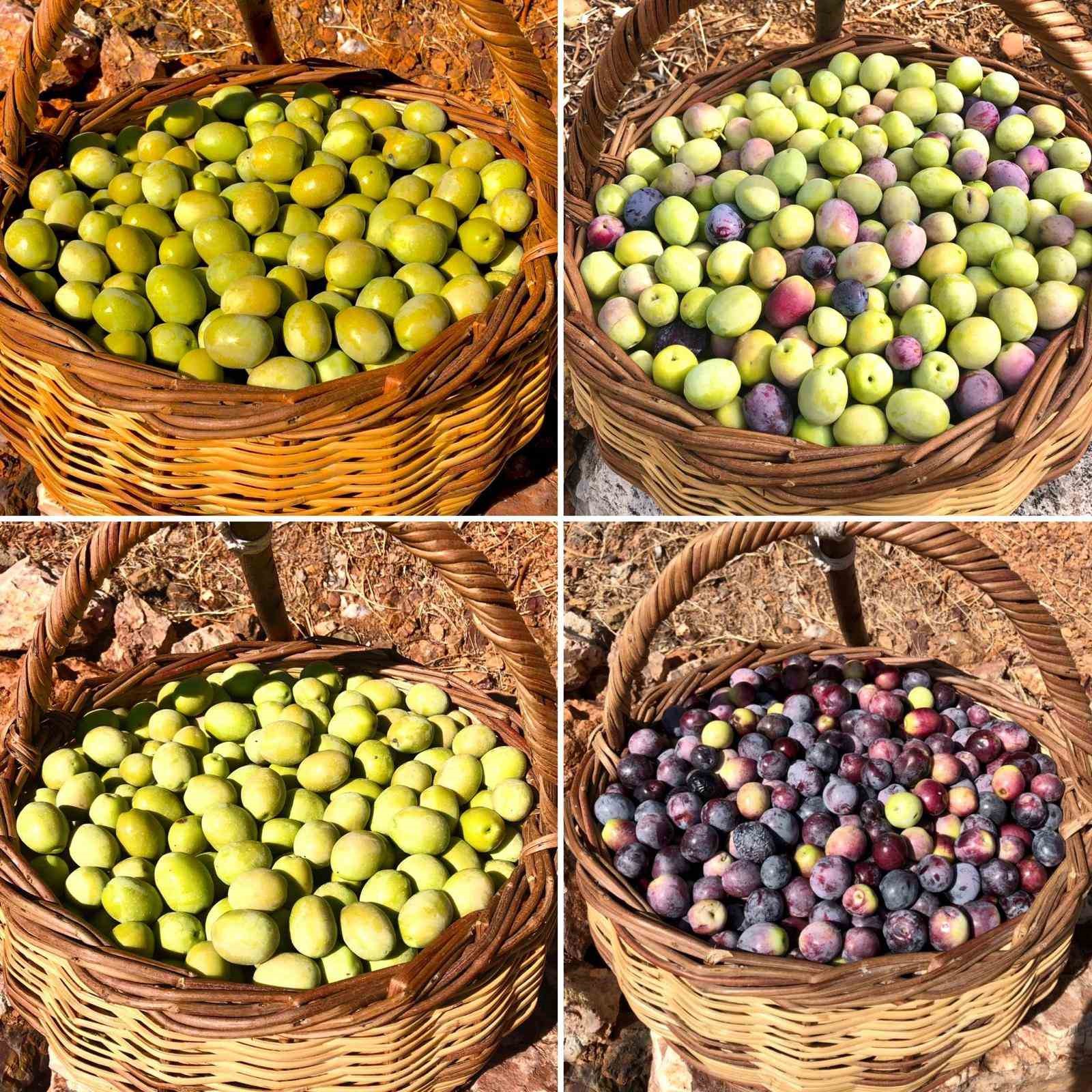 Zeytin üreticilerinden jandarmaya teşekkür
