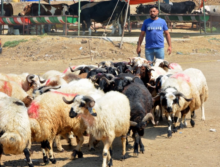 Aliağa’da kurbanlık kesim fiyatları açıklandı
